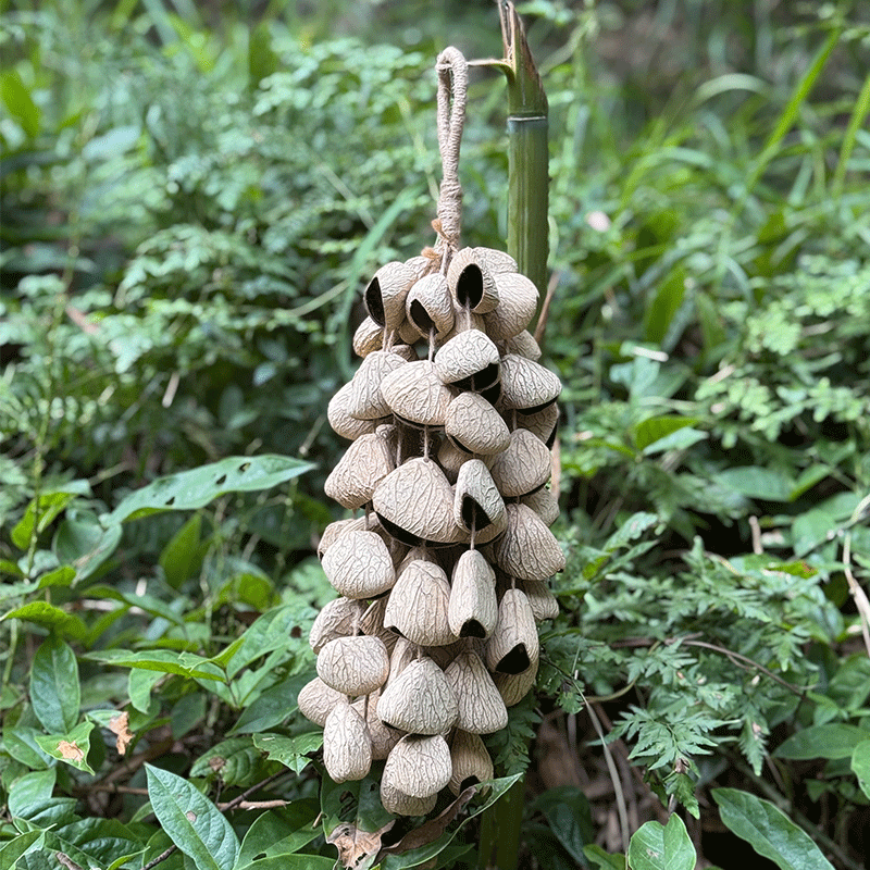 Natural Panji seed wind chime hanging outdoors - handcrafted Indonesian wind chime for relaxation