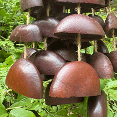 Juju Bean Seeds (Adenanthera Pavonina / Horn Tree) - reddish-brown seeds close-up texture