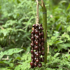 Cardamom Seeds (Pala) Wind Chime - Aromatic 12 strands natural seed handcrafted for meditation and wellness