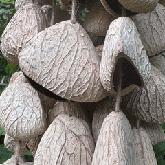 Close-up of authentic Pangium edule seed shells showing natural texture