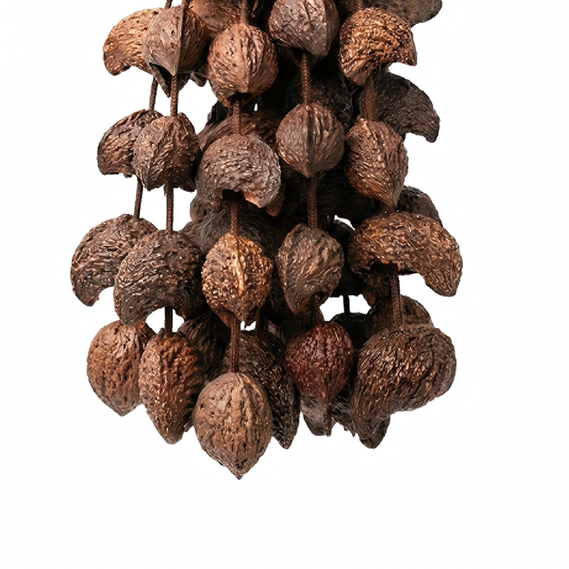 Moonin Seeds (Entada Rheedei / Crescent Pod) - natural seeds close-up texture