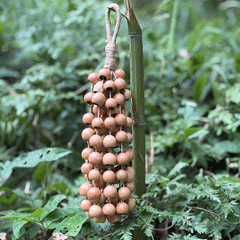 Phoenix Egg Seeds (Cycas Revoluta) Wind Chime - 12 strands natural iron tree seeds handcrafted for meditation and relaxation